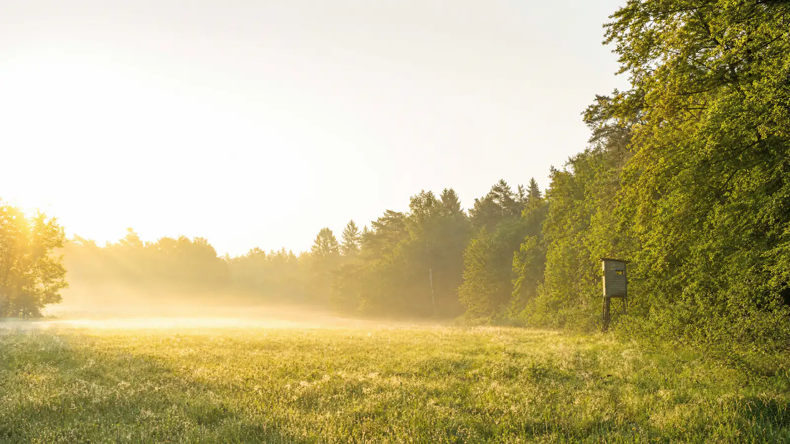 Sonnendurchflutete Wiese am Waldrand im Morgennebel, rechts ein kleiner leerer Hochsitz