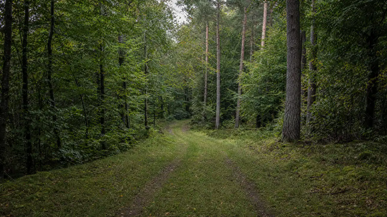 Grasbewachsener Waldweg, der zwischen Buchen und Kiefern in den Wald führt